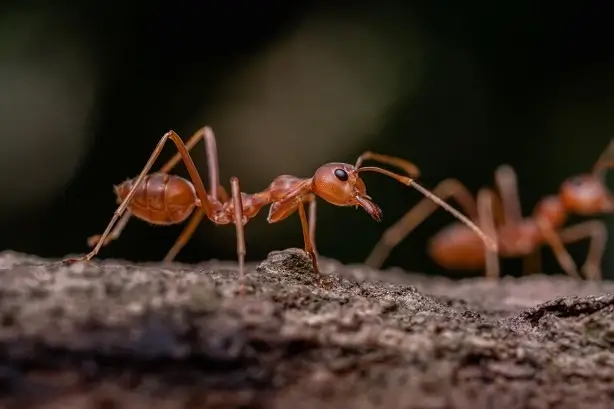 ants Ants