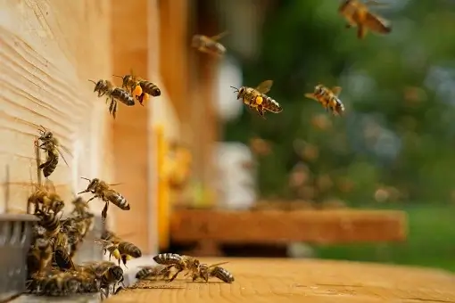 bees_4 Bees
