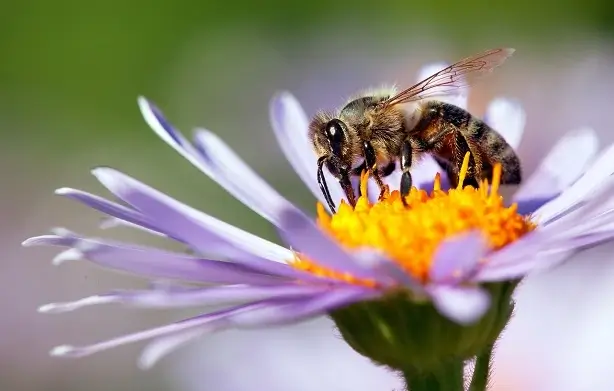 bees_5 - Beeline Pest Control of Texas Wasp on flower