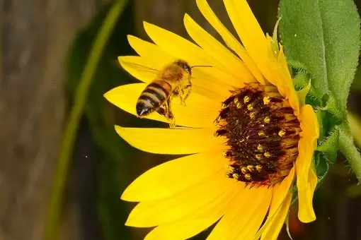 bees_6 Bee on flower