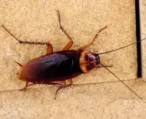 cockroach