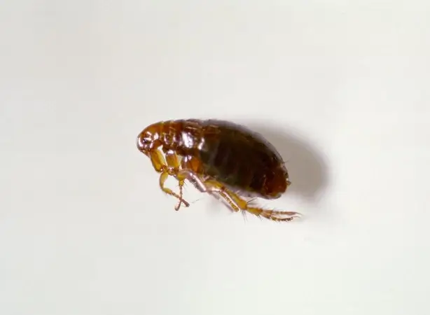 flea_1 - Beeline Pest Control of Texas Dead Flea