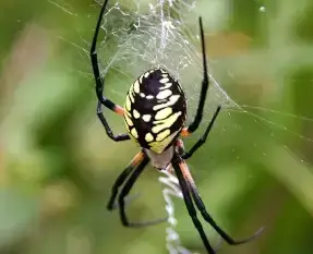 Garden Spider