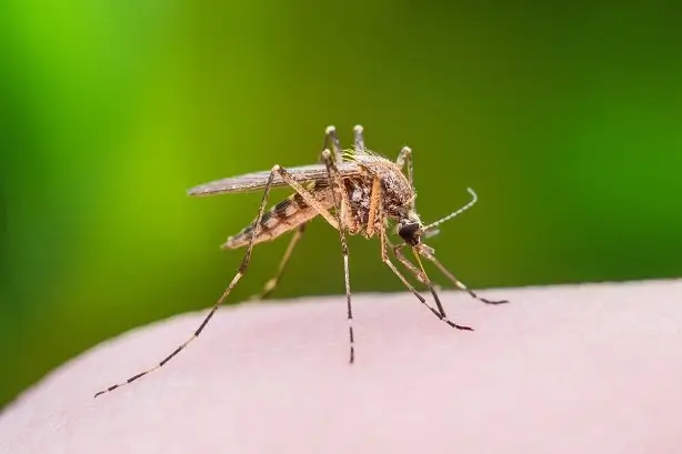 mosquitoes_1 - Beeline Pest Control of Texas Mosquito eating
