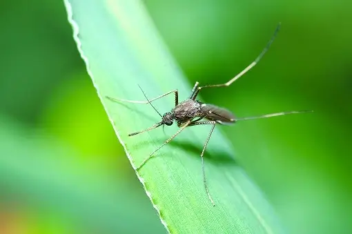 mosquitoes_2 Mosquito