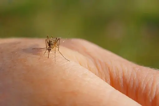 mosquitoes_4 Mosquito biting
