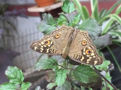 moths_2 Moth
