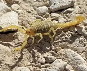 Scorpion