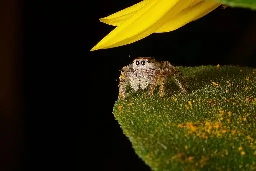 spiders_2 Spider