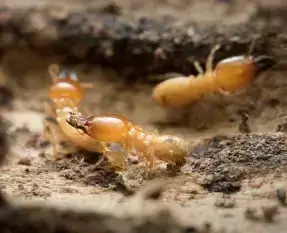 Termites