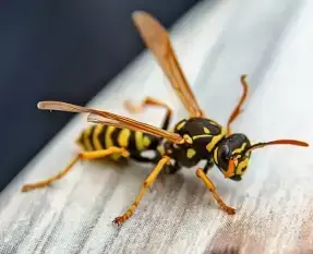 Wasp