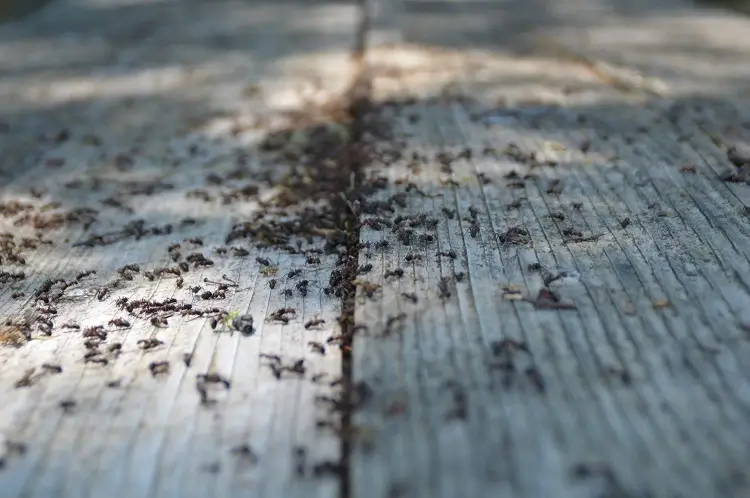 ants_on_wooden_rustic_table ants on a wooden rustic table