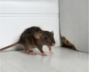 rats thumb