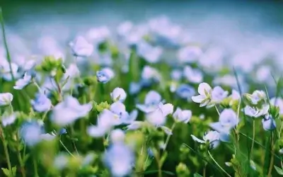 Preventative Spring Time Pest Control
