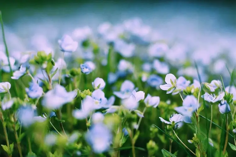 Preventative Spring Time Pest Control