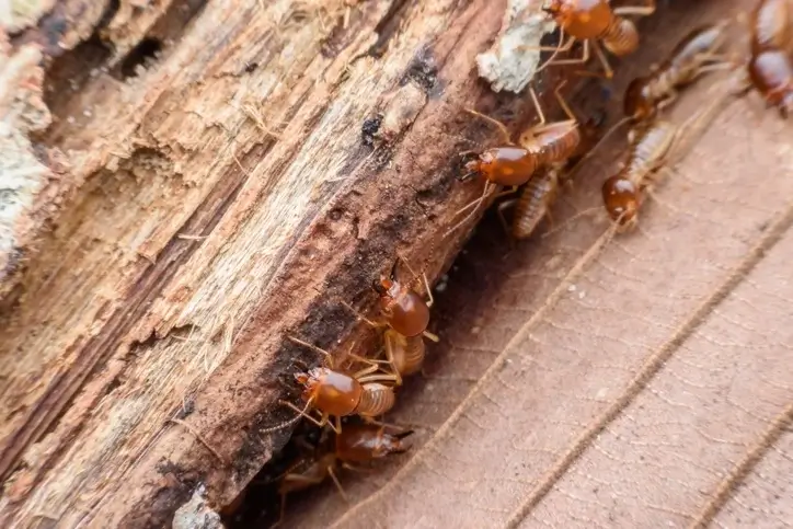 termite_infestations_3 Termite Infetation