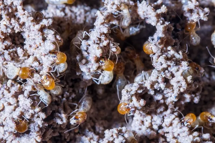 termites-damage-home-macro-close-up-termites Close up of termites