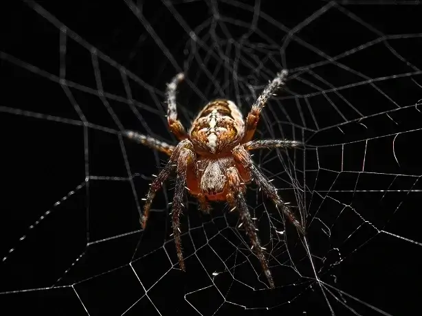 scary spider - Beeline Pest Control of Texas Scary Spider