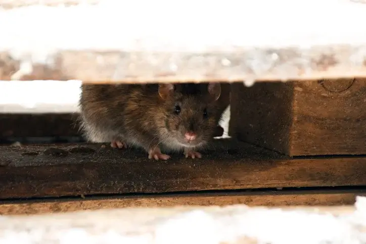 Are rats dangerous dangerous rats