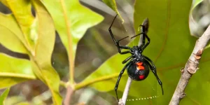 Black Widows