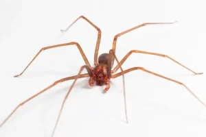 Brown Recluse