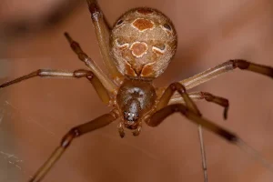 Brown Widows