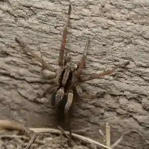 Carolina Wolf Spider