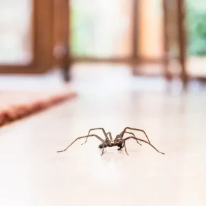 Common House Spider