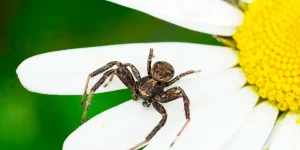 Crab Spiders