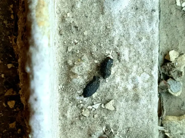 Droppings Droppings