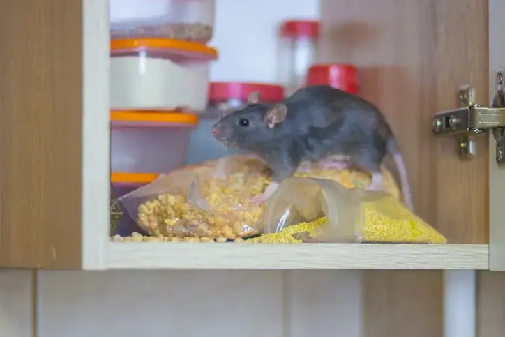 Feeding Signs Feeding Signs