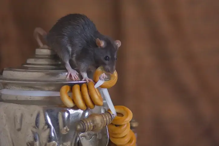 Gnawing Gnawing