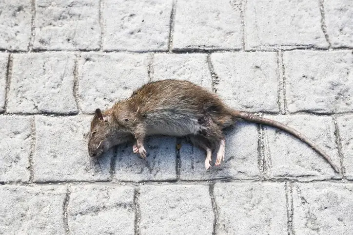 Information on diseases that rats carry and may pass on rats carry diseases