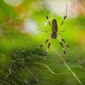 Orb Weavers