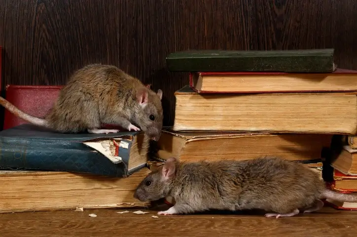 Rats can be dangerous to your property Rats can be dangerous to your property