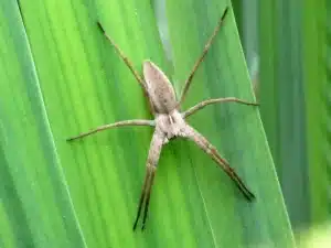Texas Grass Spider