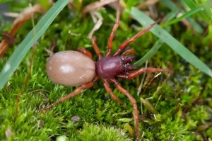 Woodlouse Hunter