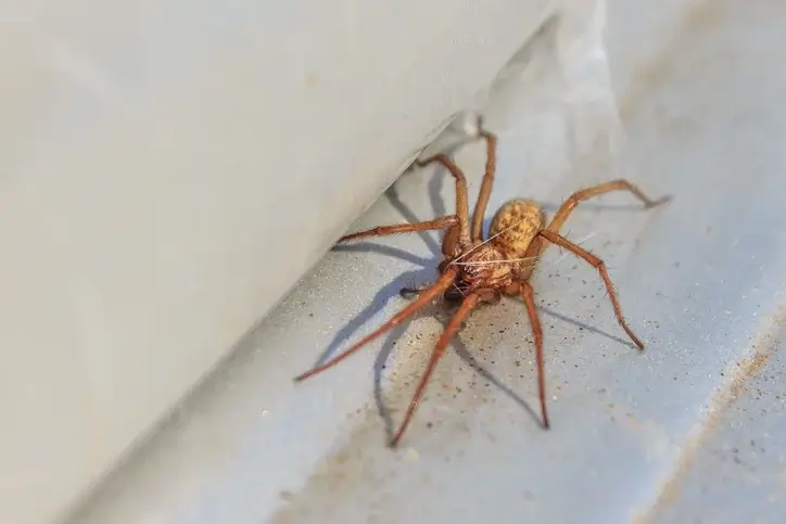 activehouse spider