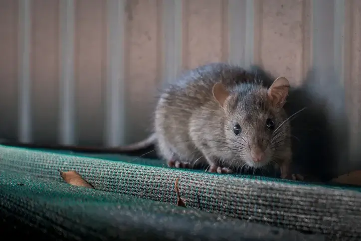 common hose rat common hose rat