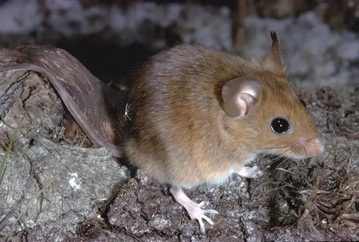 deer mice deer mice