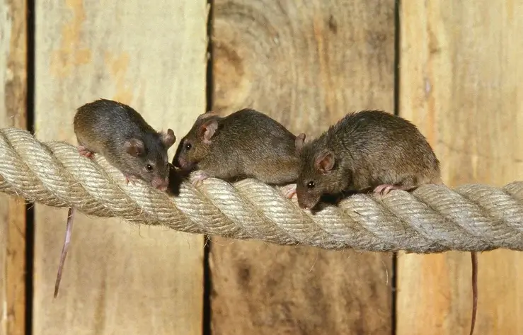 house mice house mice