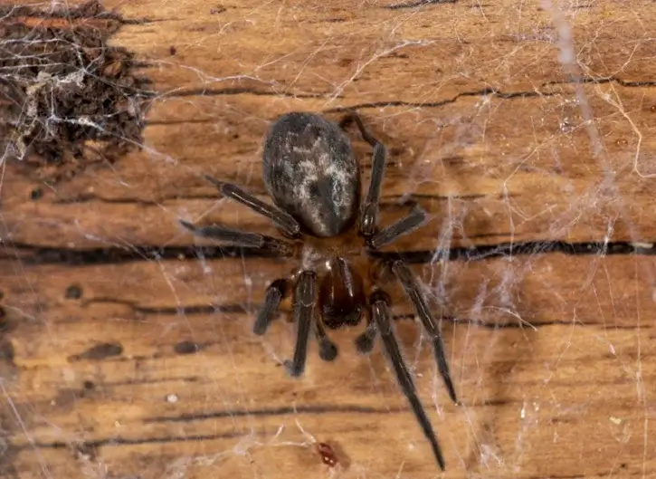 laceweaver spider