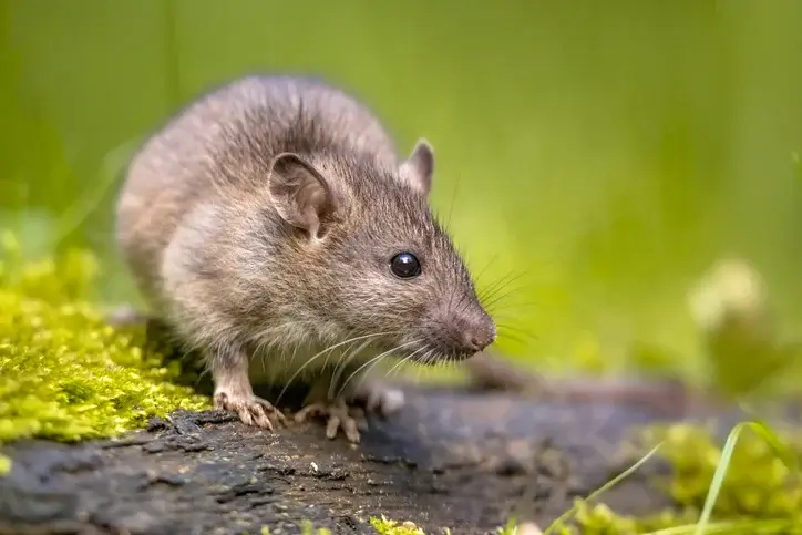 norway rat norway rat