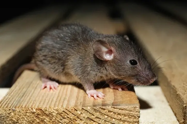 rat infestation rat infestation