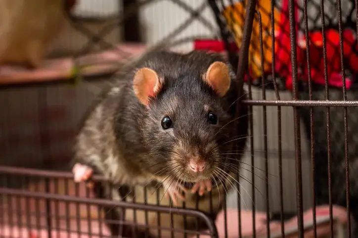 rat problem rat problem