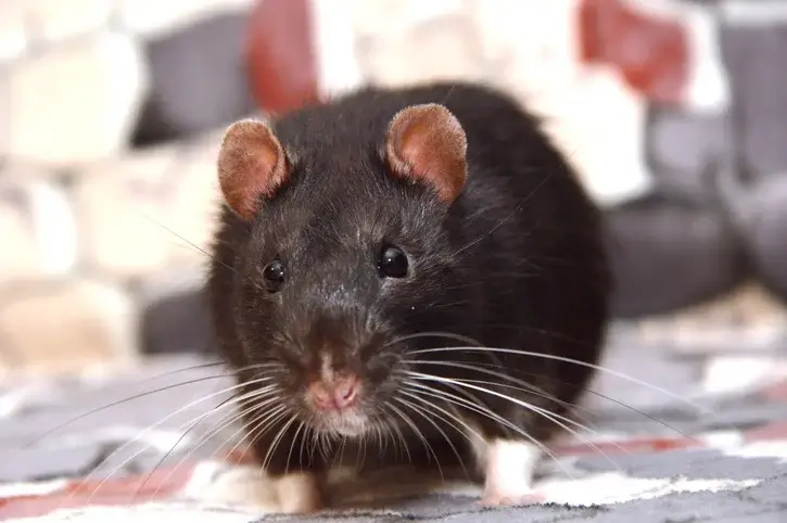 roof rat roof rat