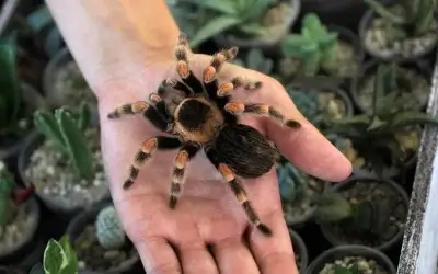 Most Common Spiders Found in San Antonio Texas