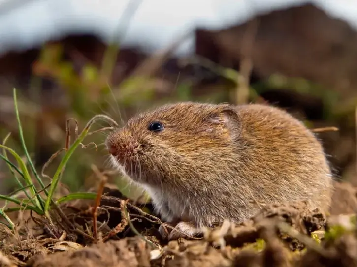 vole vole