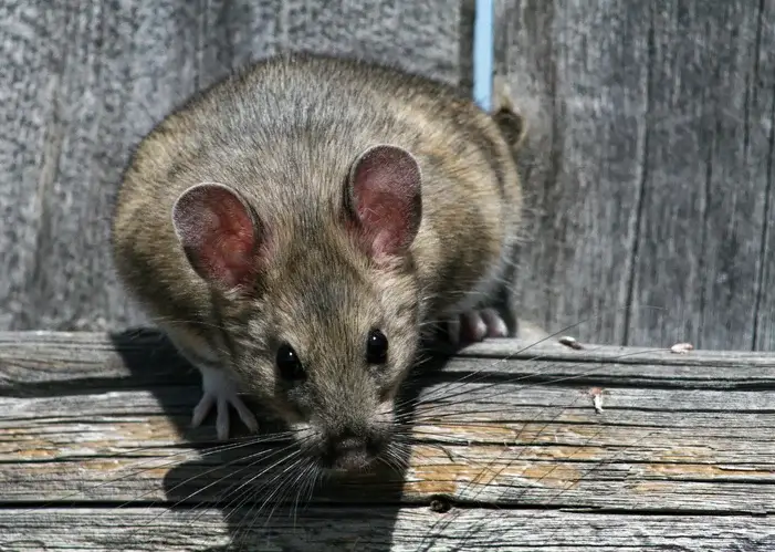 wood rat wood rat