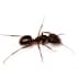 ants Ants